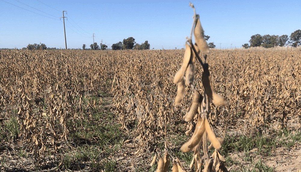 “Sacar un camión es una odisea”: la cosecha de soja se atrasa y se temen severas pérdidas de calidad